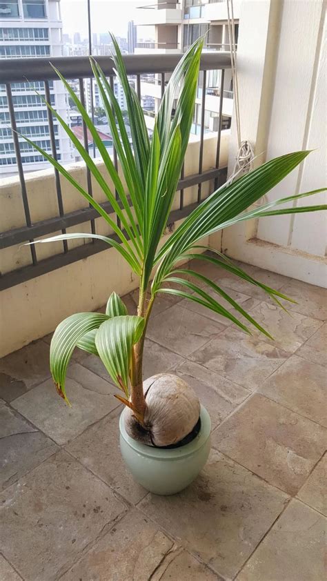 椰子樹 盆栽 生兩儀